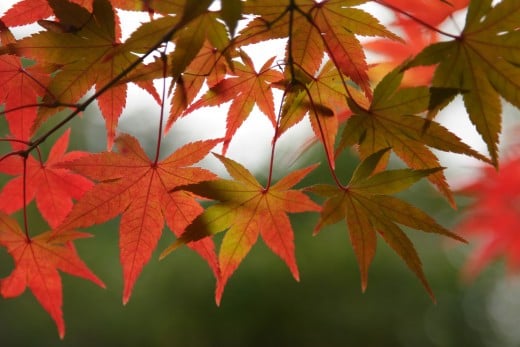 By Masahiro Hayata (originally posted to Flickr as Maple Leaves) [CC-BY-SA-2.0 (www.creativecommons.org/licenses/by-sa/2.0)], via Wikimedia Commons