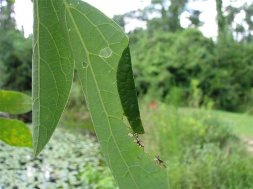 Spicebush caterpillars often fold over a leaf with silk to form a shelter. It stays there when it is not eating.
