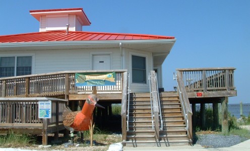 DuPont Nature Center offers one of the best viewing areas for spawning horseshoe crabs and migratory shorebirds during the peak season.  