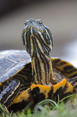 Red Eared Slider turtles are adorable, and Franky is calm and not in the least aggressive.