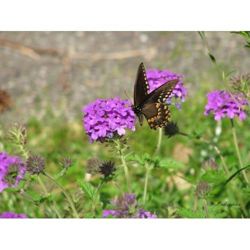 Purple Verbena attracts many butterflies.