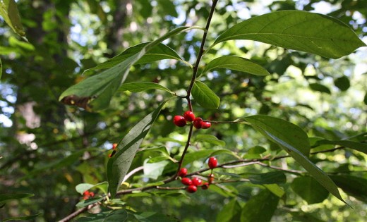 Spicebush tree, Lindera benzoin, has attractive red berries and scented foliage.