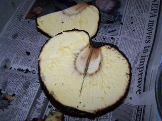 roasted breadfruit
