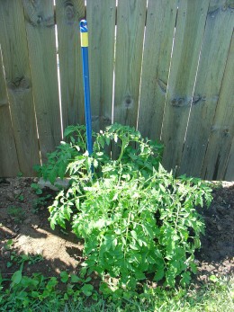 Growing tomato plants without tomato wire