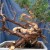 Courtesy of http://absolutebonsai.com/