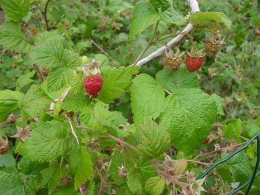 Raspberries Growing In My Garden