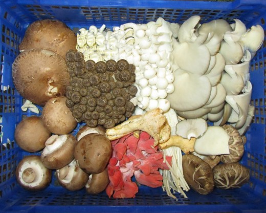 Selection of Wild Mushrooms
