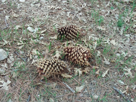 Three coulter pine cones in a cluster.