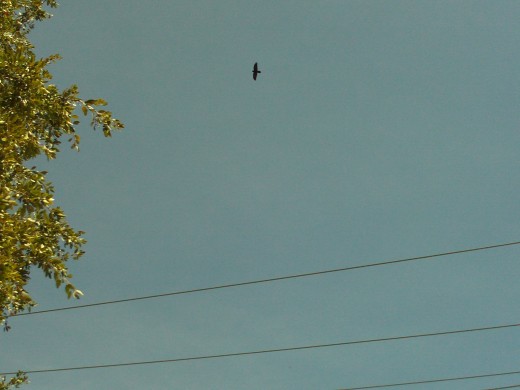Bird flying high in the sky of the San Bernardino Mountains.