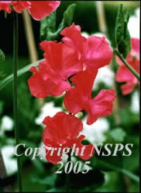 This is a Sweet Pea and it is most definitely (c) Sweat Pea Society. 