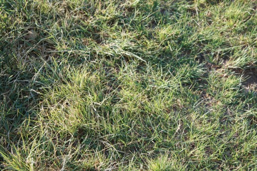 Grama grass and buffalo grass are both low water use grasses and do well in the high desert.