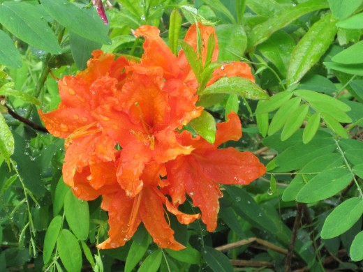 Geisha Orange Rhododendron
