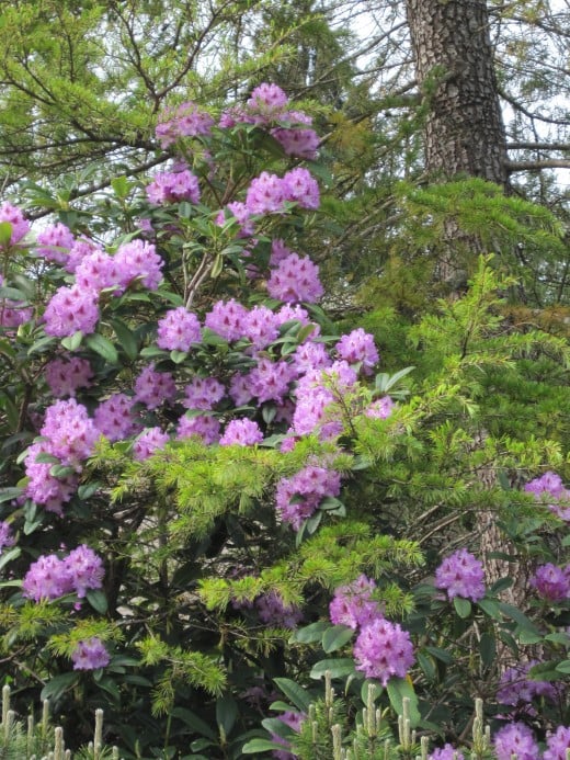 Purple Gem Rhododendron