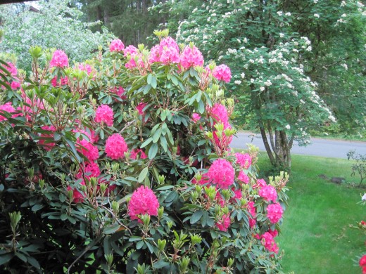 Coast Rhododendron