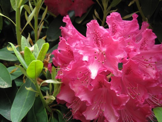Coast Rhododendron 