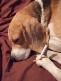 Why Smoking Is Bad And Dangerous For Dogs