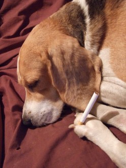 Why Smoking Is Bad And Dangerous For Dogs