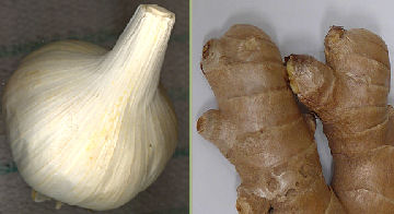 Ginger: Wikimedia Commons / Frank C. Miller Garlic copyright Tricia Mason