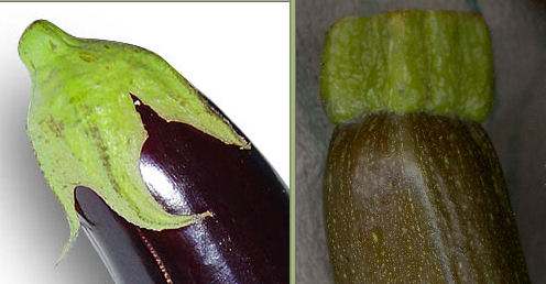 Aubergine: Wikimedia Commons / Horst Frank Courgette: Copyright Tricia Mason