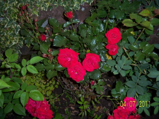 Red Rose cluster