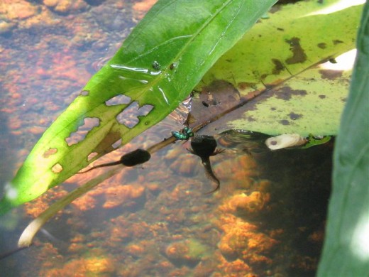 As they develop, the tadpoles must come to the top more often to breathe.