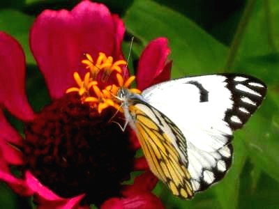 The white Tiger butterfly on red zenia