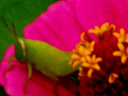 Green grasshoper on hot pink zenia