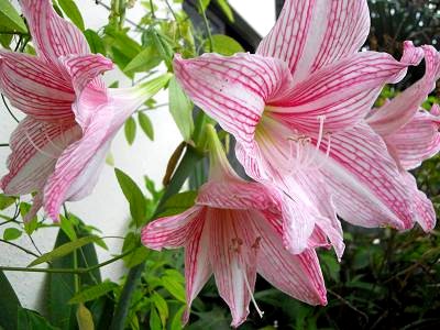 Striped Pink lilies