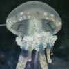 Necole profile image