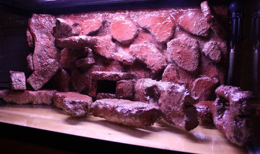 Photo By: Ian Leverette - Everything is placed into the tank and sealed with aquarium sealer to prevent floating.