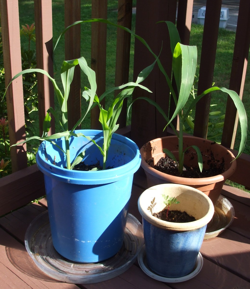 Some of my corn seeds are in containers; some are in the ground.  The container plants are doing markedly better.  Next year, better soil amending in the garden!
