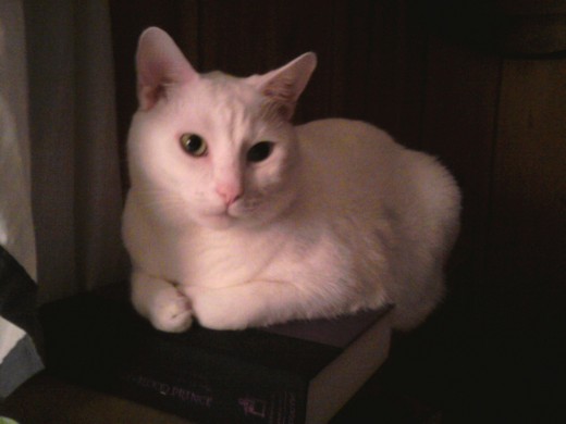 Prince Fredward sits on my copy of Harry Potter and the Half Blood Prince. 