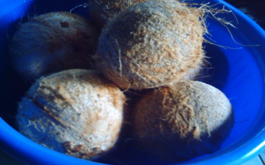 Coconuts (Photo by Travel Man)