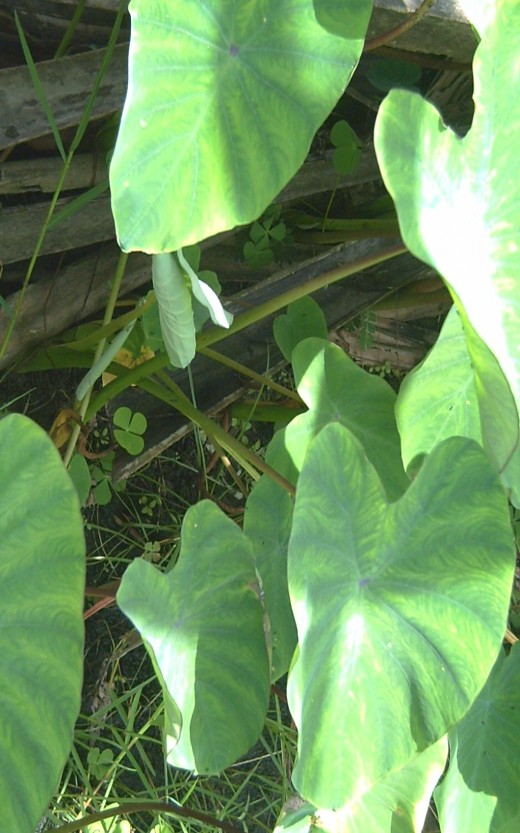 Gabi or Taro Leaves (Photo by Travel Man)