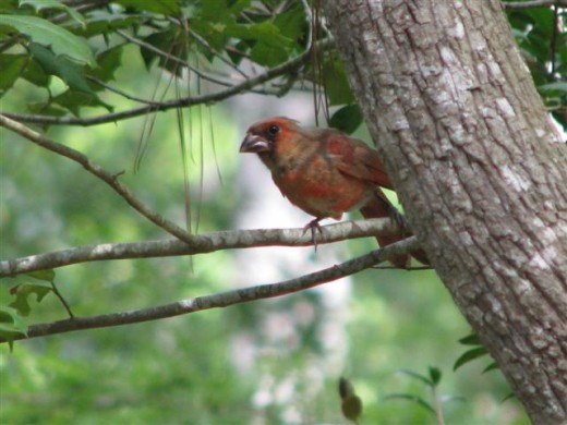 Molting Young Male Northern Cardinal