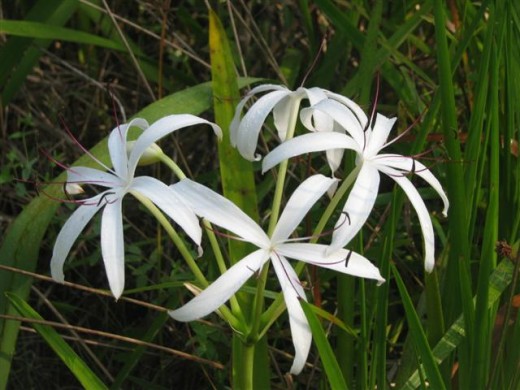 Swamp Lily, Crinum americanum L.