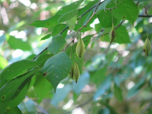 Silverbell, Haletia diptera green fruit.