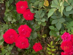 Photography - My garden July 2011, roses are red, lobelia is blue, my garden is in full bloom, just for you...a