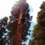 Gazing towards the top of a sequoia tree. Gazing towards the top of a sequoia tree.