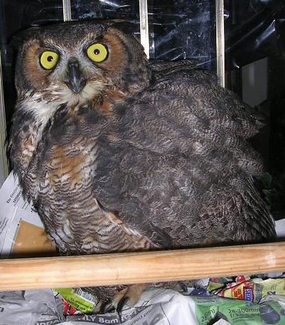 This owl was either starving or ate a poisoned mouse when he just fell out of a tree to the ground in our yard one winter - we nursed him back to health and he was tame as a parrot!  Somehow I think he knew we saved him.  In a month we let him go. 