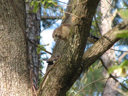 Red-shouldered hawk captures a morning dove.