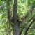 Red-shouldered Hawks nest by the road to the neighbors' house. You can see the female hawks tail on the left side of the nest. Red-shouldered Hawks nest by the road to the neighbors' house. You can see the female hawks tail on the left side of the nest.