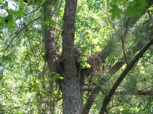 Red-shouldered Hawks nest by the road to the neighbors' house.  You can see the female hawks tail on the left side of the nest.