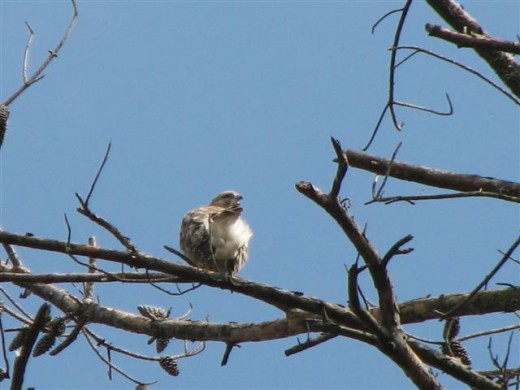 Post coital preening