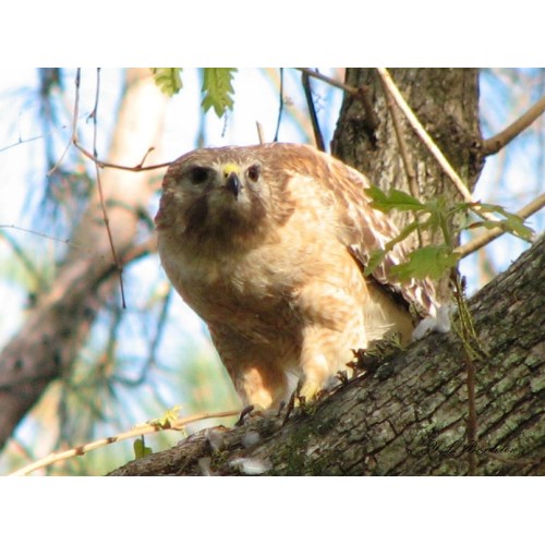 Red-shouldered hawk with prey.