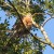 Red-shouldered Hawk perches in the Oak tree. Red-shouldered Hawk perches in the Oak tree.