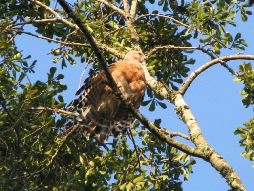 Red-shouldered Hawk perches in the Oak tree.