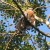 The hawk tries to ignore them, but is getting a little flustered. The hawk tries to ignore them, but is getting a little flustered.