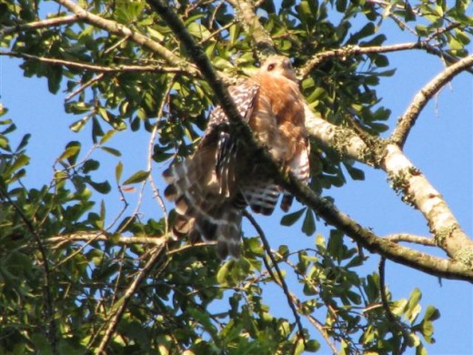 The hawk tries to ignore them, but is getting a little flustered.