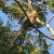 More Blue Jays arrive to harass the hawk. More Blue Jays arrive to harass the hawk.